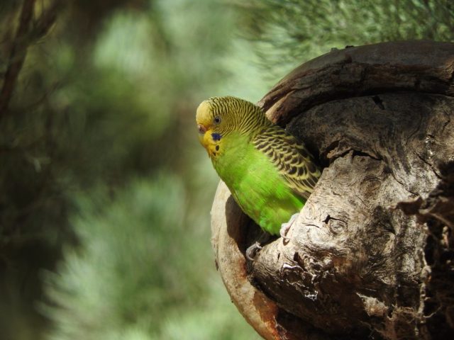 Budgie down by the creek Budgie down by the creek