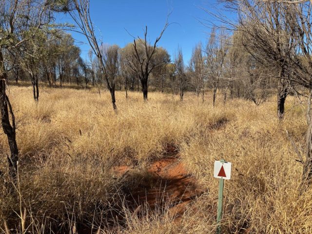 Parts of the Woodland Trail were a bit overgrown