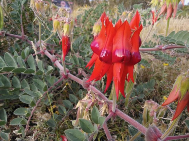 Sturt's desert pea (Swainsona formosa)