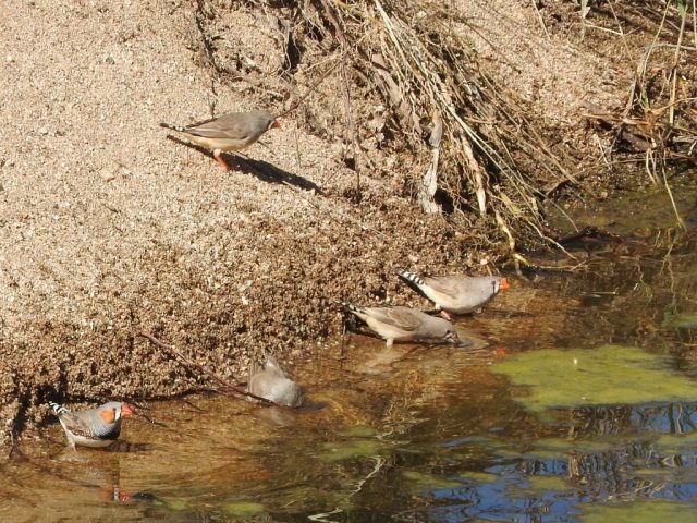 Zebra finches at a waterhole