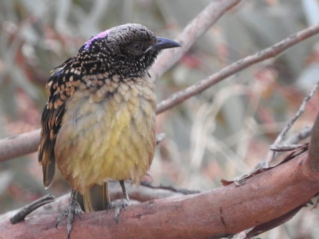 Western bowerbird