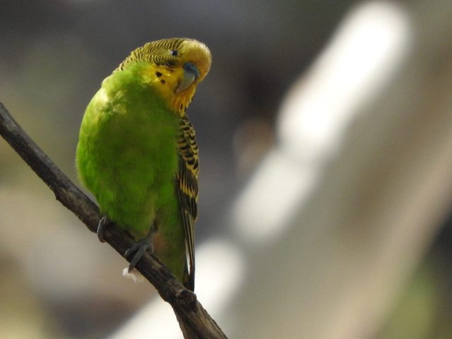Budgie spotted on the way to the chasm Budgie spotted on the way to the chasm