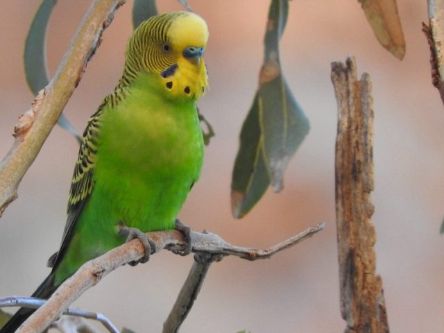 Budgie at Simpsons Gap
