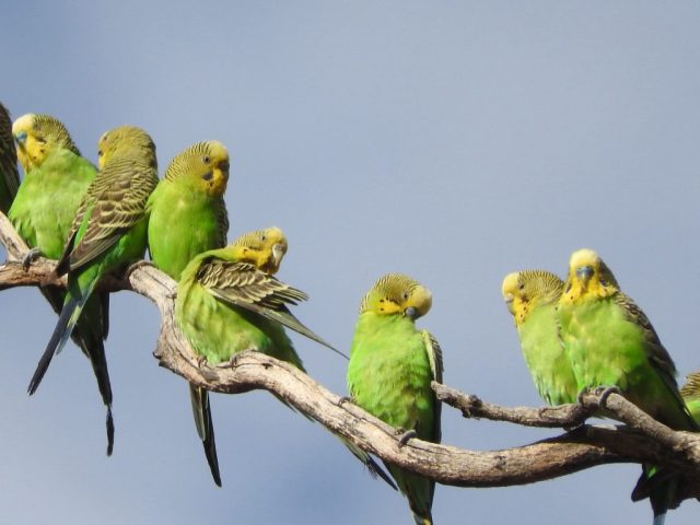Budgies hanging out