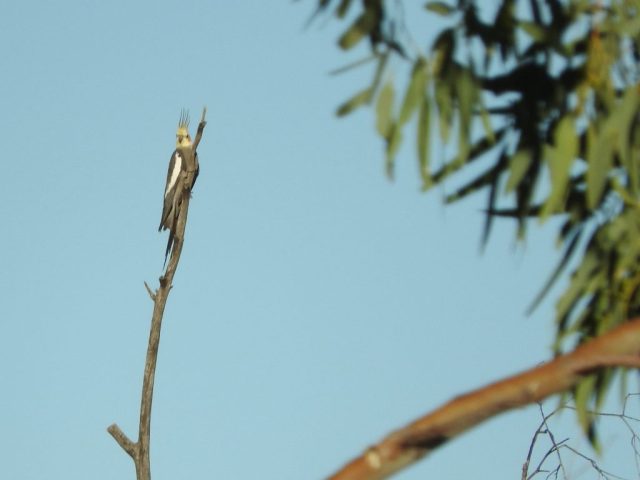 Cockatiel spotted in the distance on our second visit