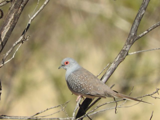 Diamond dove on the Cassia Hill Walk