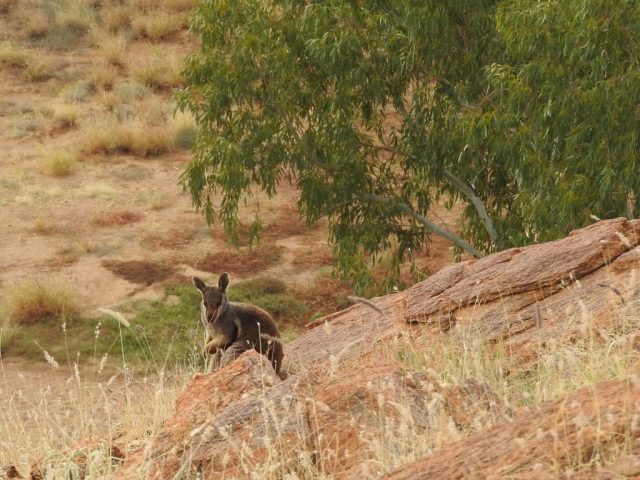 Black-footed rock wallaby on the rocks