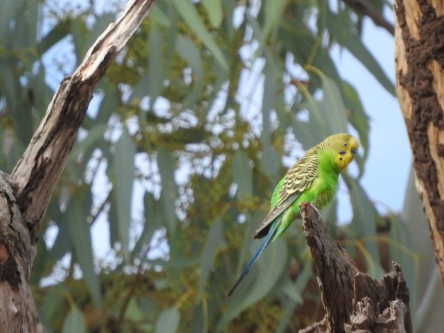 Our first wild budgie spotted