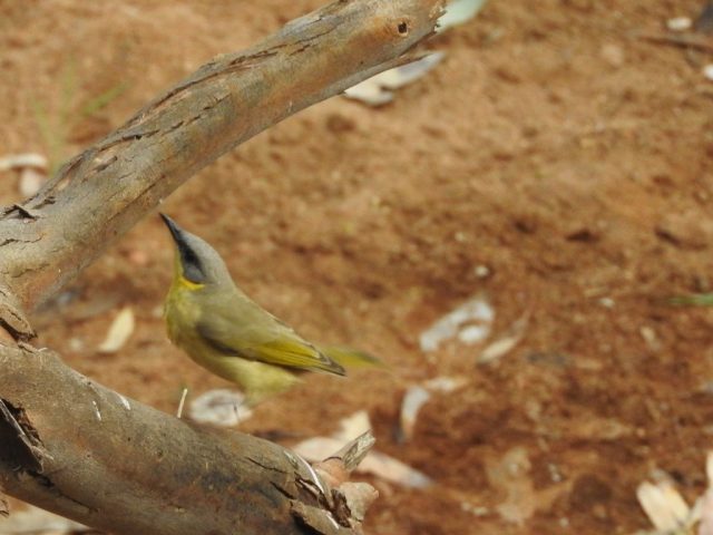 Grey-headed honeyeater