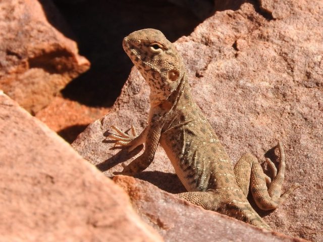 Probably a ring-tailed dragon