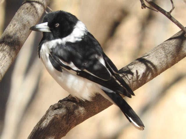 Pied butcherbird on the Cassia Hill Walk