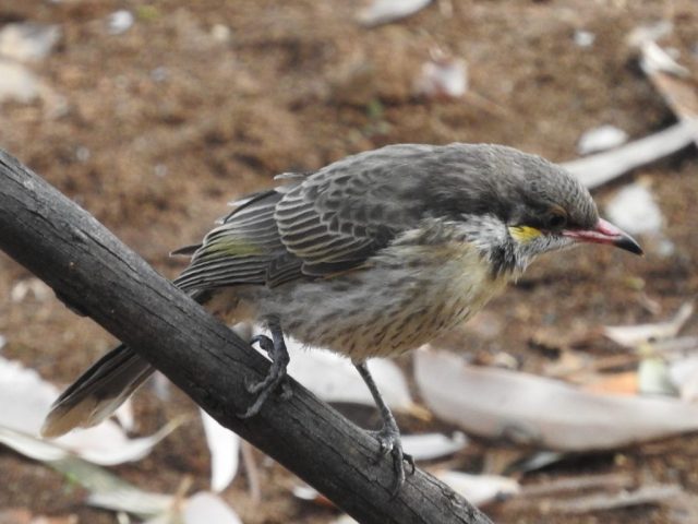 Spiny-cheeked honeyeater