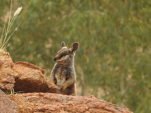 Black-footed rock wallaby