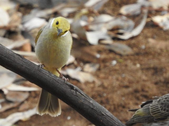 White-plumed honeyeater