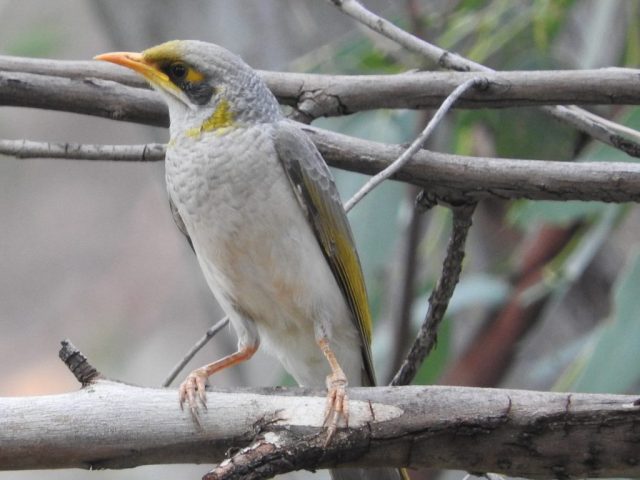 Yellow-throated miner