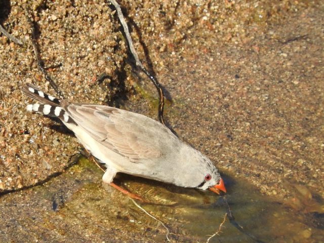 Zebra finch drinking