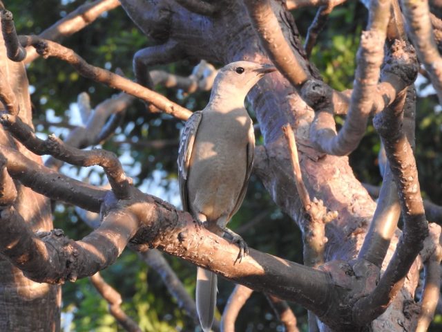 Great bowerbird Great bowerbird
