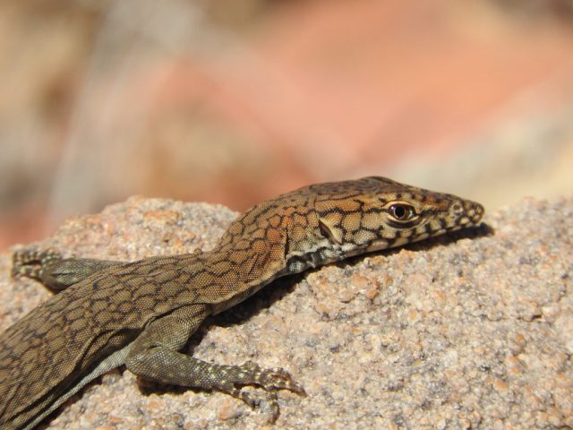 Black-palmed rock monitor Black-palmed rock monitor