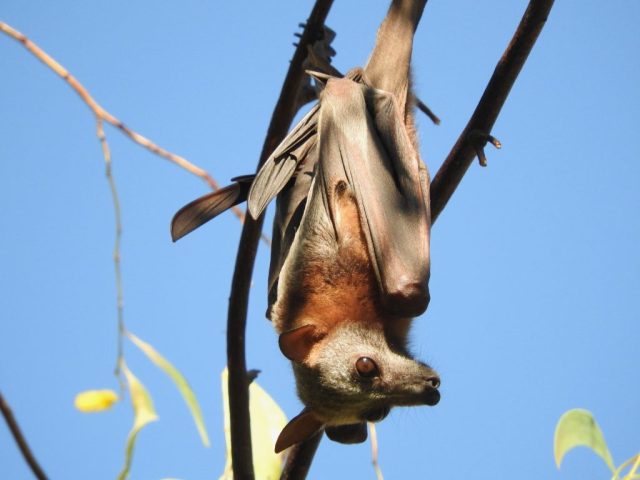 Lttle red flying fox Lttle red flying fox