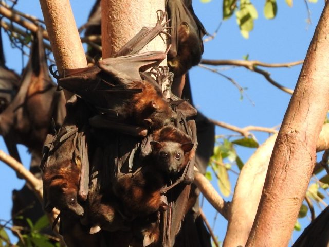 Lttle red flying foxes hanging out together Lttle red flying foxes hanging out together