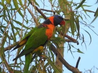 Red-collared lorikeet - like a rainbow lorikeet but different!