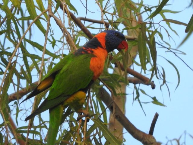 Red-collared lorikeet - like a rainbow lorikeet but different! Red-collared lorikeet - like a rainbow lorikeet but different!