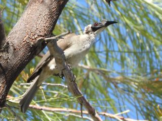 Silver-crowned friarbird Silver-crowned friarbird