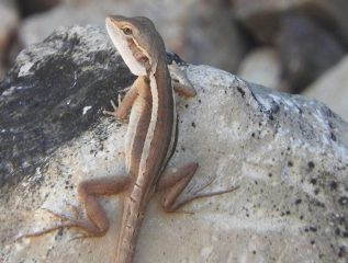 Skink on the rocks