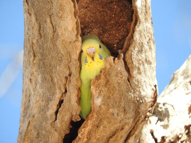 Budgie in a tree hollow