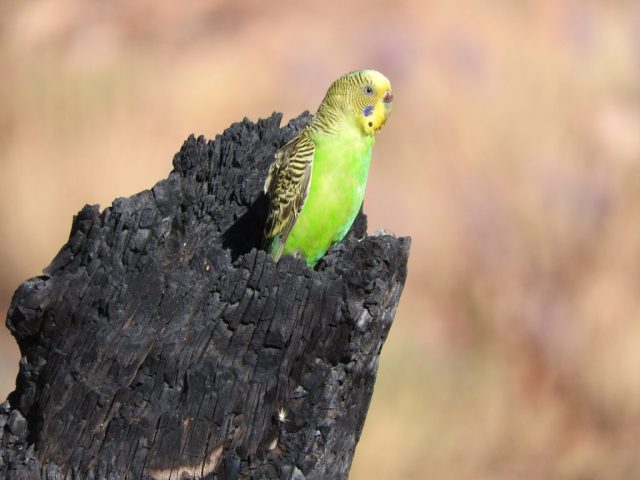 Budgie on a burnt tree stump