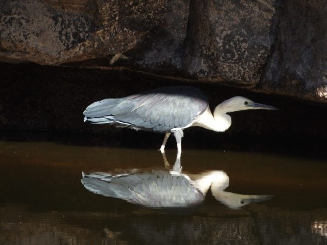 White-necked heron White-necked heron