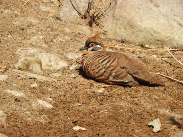 Spinifex pigeon Spinifex pigeon