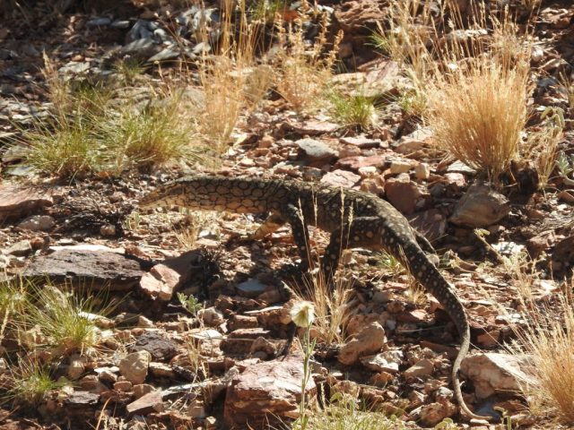 Perentie on the move Perentie on the move