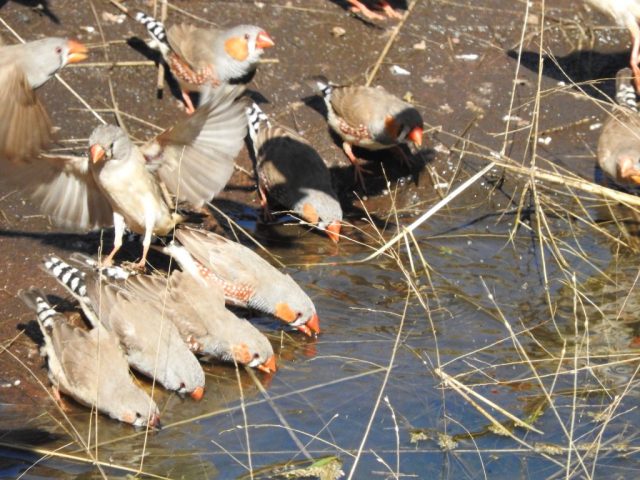 Zebra finches at a waterhole Zebra finches at a waterhole