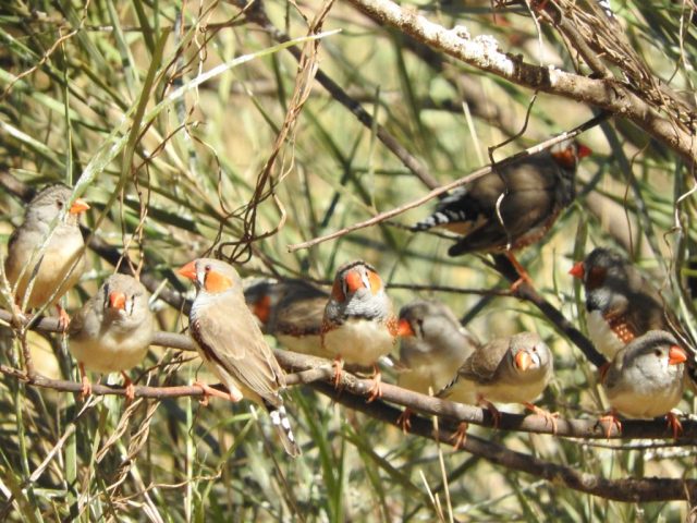 More zebra finches More zebra finches
