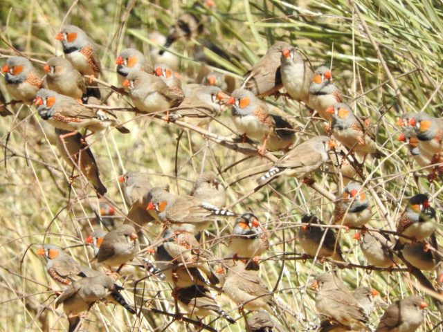 There were LOTS of zebra finches at Uluru There were LOTS of zebra finches at Uluru