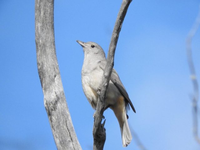 Grey shrike-thrush Grey shrike-thrush