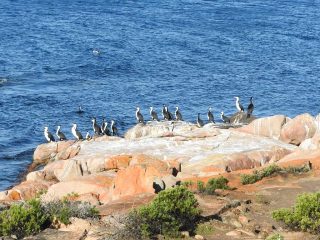 Cormorants at Cape Donington Cormorants at Cape Donington