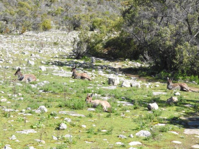 Kangaroos at Yangie Bay Campground Kangaroos at Yangie Bay Campground