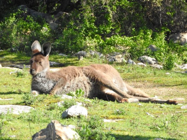 Kangaroo relaxing in the park Kangaroo relaxing in the park