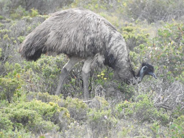 Emu Emu