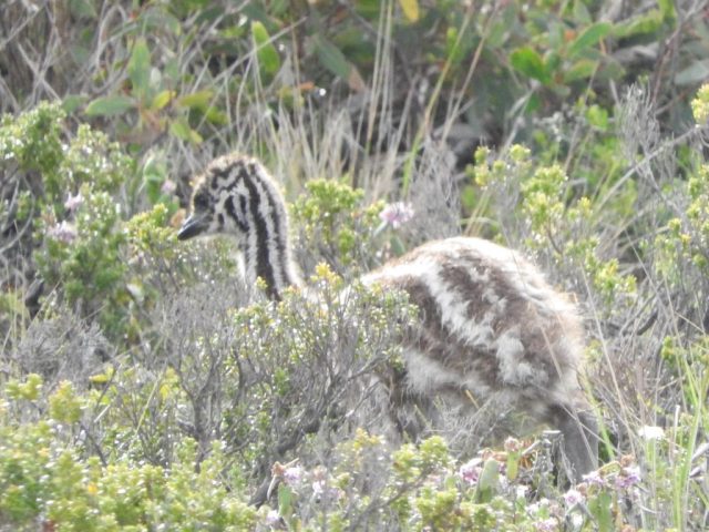 Baby emu Baby emu