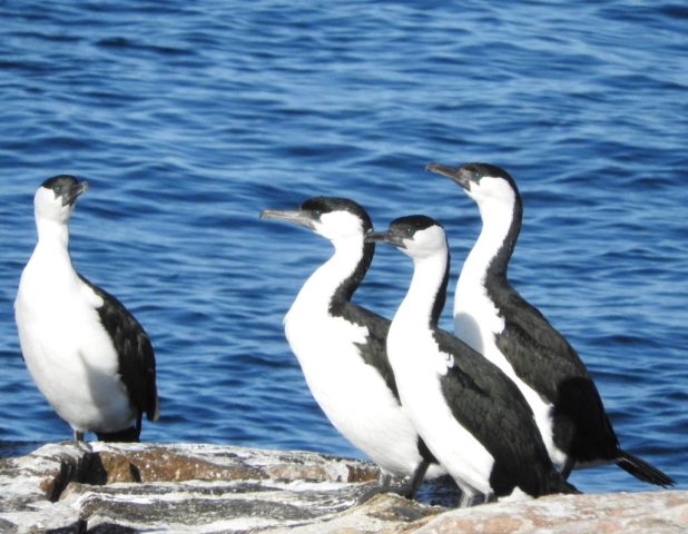 Black-faced cormorants Black-faced cormorants
