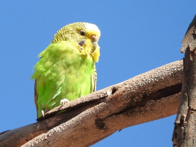Budgie on a branch