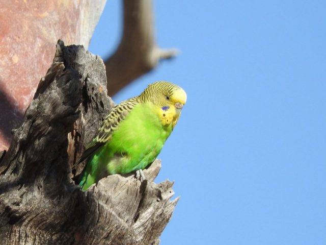 Budgie on the lookout