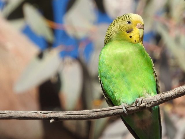 Budgie relaxing