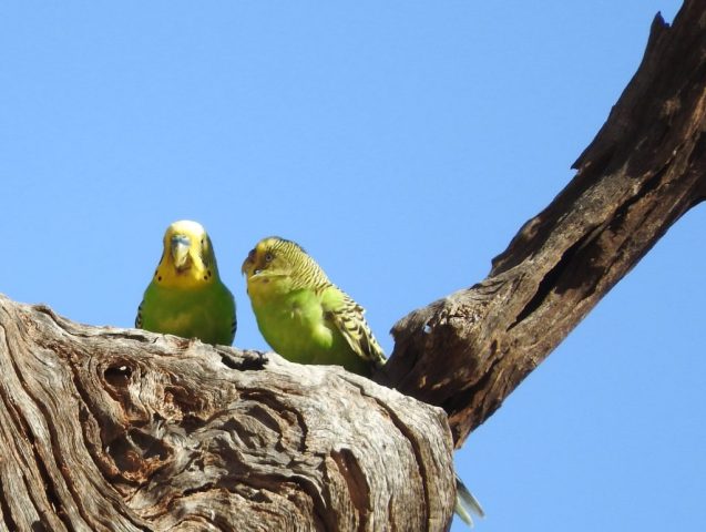 Budgies by the coffee stop Budgies by the coffee stop