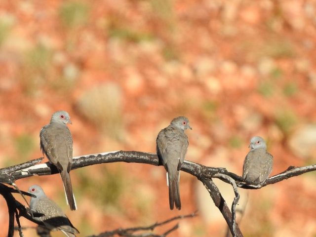 Diamond doves