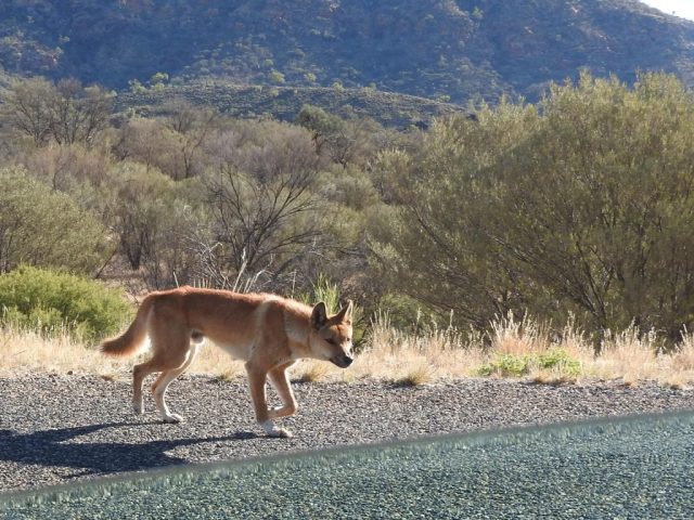 Dingo on the road to Ormiston Gorge Dingo on the road to Ormiston Gorge