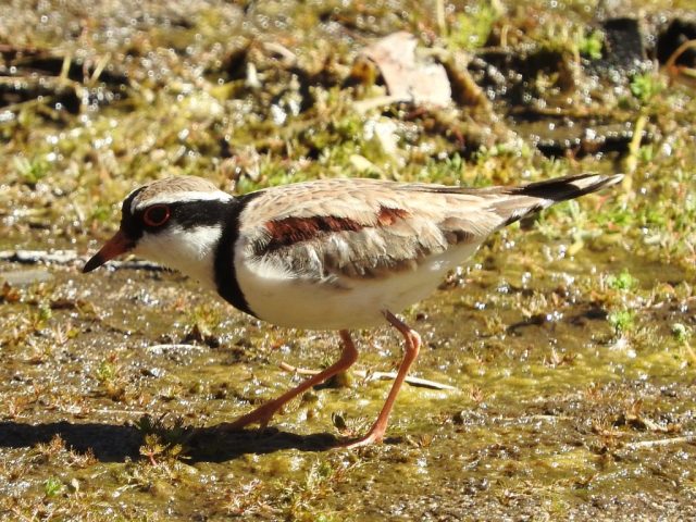Black-fronted dotterel Black-fronted dotterel